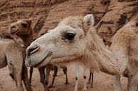 Kamelen in Wadi Rum, Jordanië van Melissa Peltenburg thumbnail