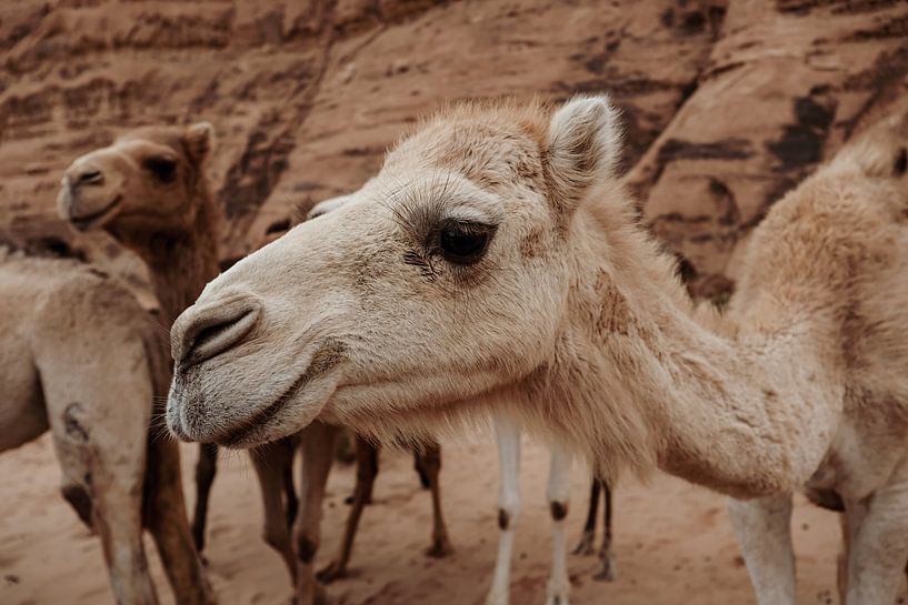 Kamelen in Wadi Rum, Jordanië van Melissa Peltenburg