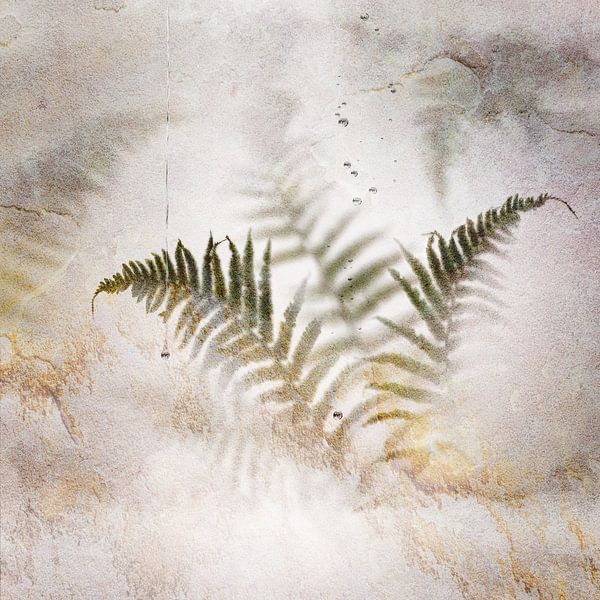 Fern on the wall. by Alie Ekkelenkamp