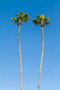Summer idyll with palm trees