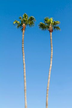 Summer idyll with palm trees by Melanie Viola