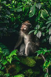 Monkey in Paradise by Zevra Collective