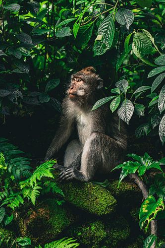 Monkey in Paradise