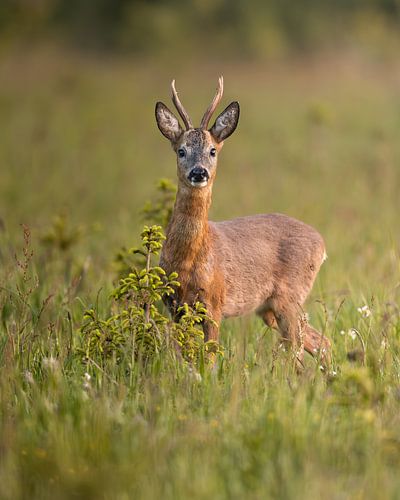 Reebok in einer heiteren Abendsonne