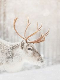 Lapland Reindeer by Dagmar Pels