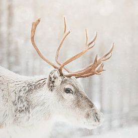 Lapland Rendier van Dagmar Pels