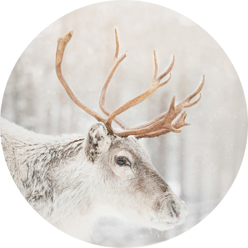 Lapland Rendier