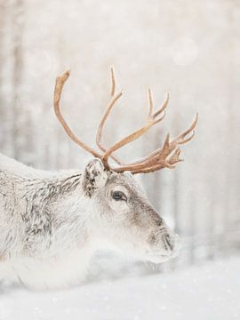 Lapland Rendier van Dagmar Pels