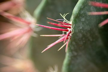 Cactus close up - Woestijncollectie van Marianne Eggink - Fotografie en digitale kunst