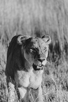 Lionne dans le Serengeti | Photographie de voyage Tanzanie | Faune sauvage | Art mural | Tirage d'ar sur Alblasfotografie