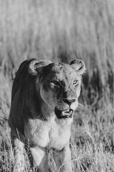 Lionne dans le Serengeti | Photographie de voyage Tanzanie | Faune sauvage | Art mural | Tirage d'ar par Alblasfotografie