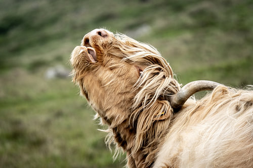 A Happy Highlander