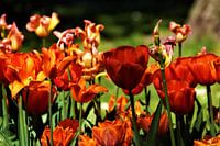 Tulips Breda Valkenberg Park