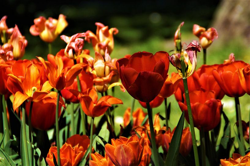Tulips Breda Valkenberg Park by Maurits Bredius