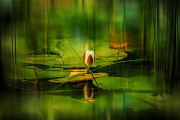 White water lily (bud)