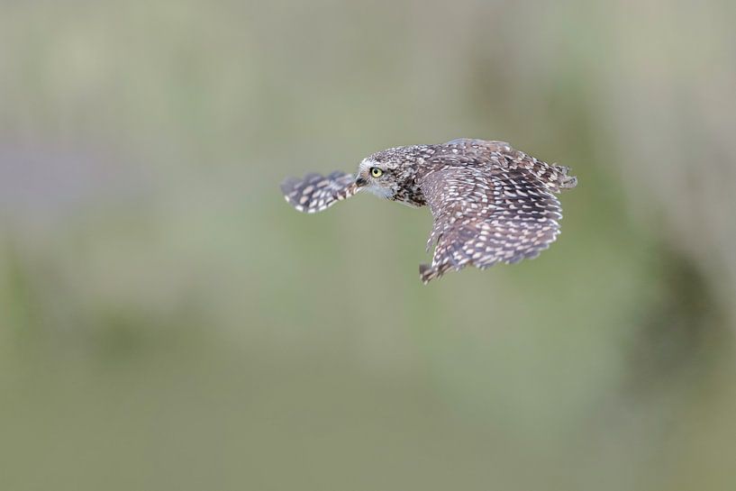 Burrowing owl in flight. by Larissa Rand