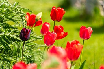 Tulipes rouges dans le jardin