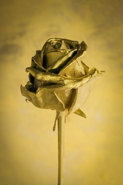 Rose d'or par Clazien Boot