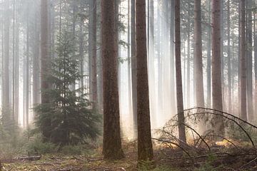Nebliger Morgen im Herbstwald auf der Veluwe! von Peter Haastrecht, van