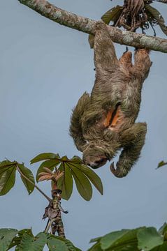 Sloth by Maarten Verhees
