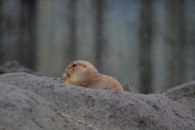 Manger un chien de prairie par NatureFrameByExter