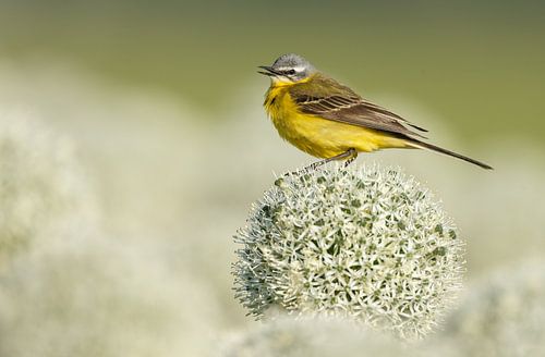 Yellow wagtail on an onion bulb flower