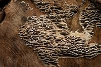 Mushrooms on a tree trunk