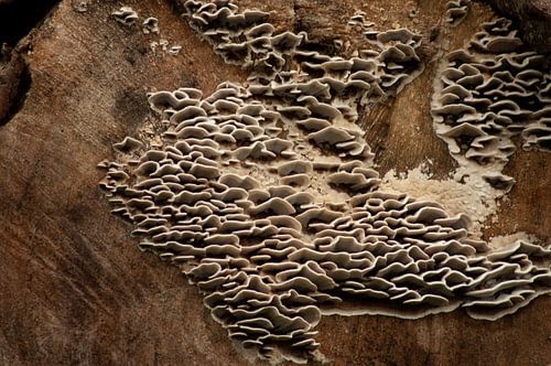 Champignons sur un tronc d'arbre