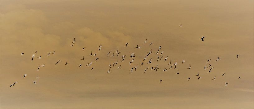 Braun flight von Patrick Sanders