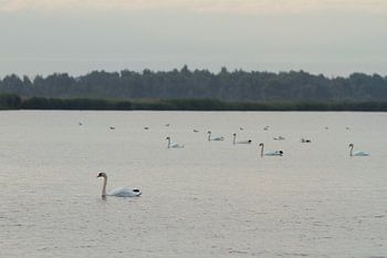 Schwäne Blikplaatgat Lauwersmeer