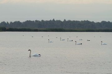 Zwanen Blikplaatgat Lauwersmeer van Dalmuro