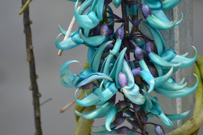 Jadebloem in vlindertuin Cameron Highlands van Minimalistiche reisfotografie by.Rieneke