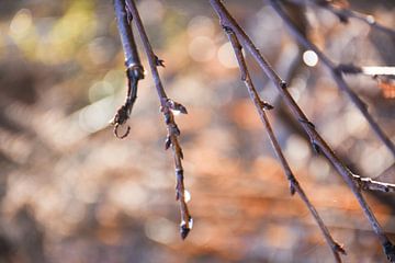 De fines branches dans une lumière chaude.