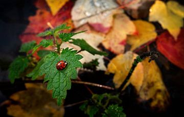 Lieveheersbeestje op een blad tegen een kleurrijke herfst achtergrond van Chihong