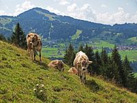 Cows on mountain pasture