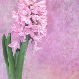 Hyacinth by INA FineArt