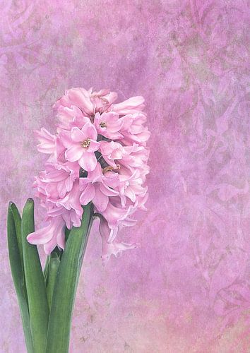 Jacinthe sur INA FineArt