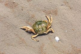 Krab in de Waddenzee