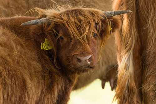 Schotse hooglander kalf