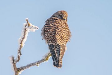 Kestrel on a snow-covered tree in winter by Mario Plechaty Photography