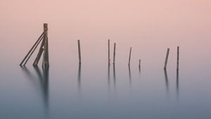 Polonais dans l'eau dans le Hopfensee, Allemagne. sur Henk Meijer Photography