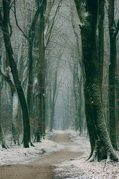 Sentier à travers une forêt de hêtres par un matin brumeux d’hiver sur Sjoerd van der Wal Photographie
