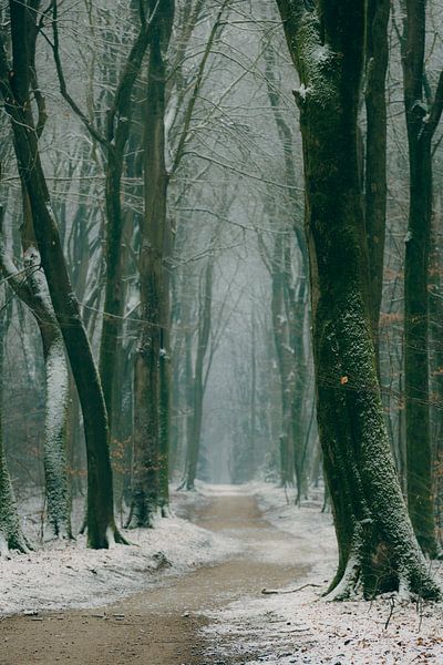 Pad door een beukenbos tijdens een mistige de winterochtend in het Speulderbos van Sjoerd van der Wal Fotografie