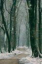 Pad door een beukenbos tijdens een mistige de winterochtend in het Speulderbos van Sjoerd van der Wal Fotografie thumbnail