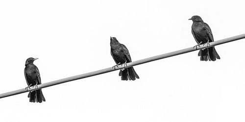 Drie vogels op een draad 