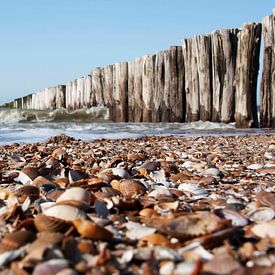 Strand von Cees van Valen