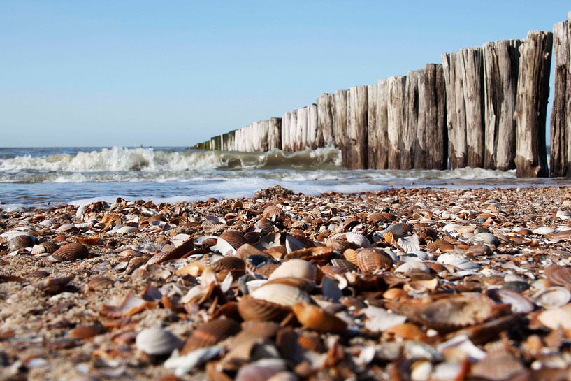 Strand von Cees van Valen