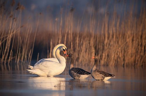 Zwaan ontmoet gans