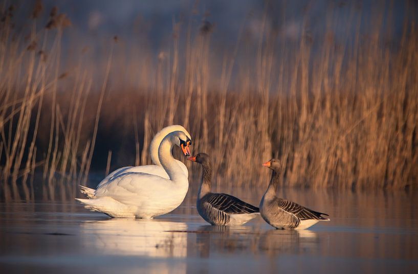 Swan meets goose by natascha verbij
