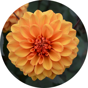Chrysanthemum, Oranje van Patricia Leeman